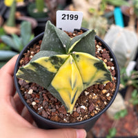 A hand is holding a potted cactus plant with a yellow and green color pattern.