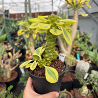 A hand holding a potted plant with yellow and green leaves, surrounded by various potted plants in a greenhouse-like setting.