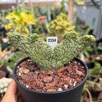 A hand is holding a potted cactus plant with a label that reads "2334". The cactus plant has a unique, textured appearance and is placed in a black pot filled with soil and rocks.