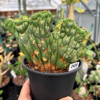 A hand holding a potted cactus plant with a label that reads "2420".