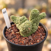 a small green cactus in a black pot