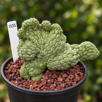 a small green plant in a black pot