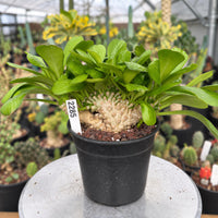 a potted plant sitting on top of a table