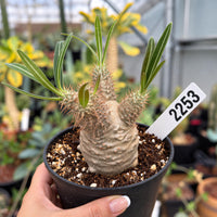A hand holding a potted cactus plant with a label attached to it.