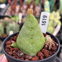 A close-up image of a potted cactus plant with a green, spiny surface, surrounded by small rocks.