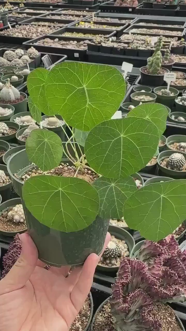 Rare Stephania Erecta Succulent - Budding Bulb 2 inches - Exotic Houseplant