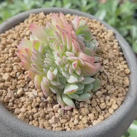 Rare Succulents - Echeveria Suryeon Crested