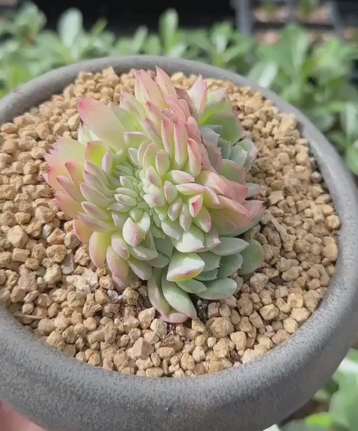 Rare Succulents - Echeveria Suryeon Crested