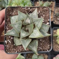 Rare Succulents - Haworthia Badia Shutendoji (3”)