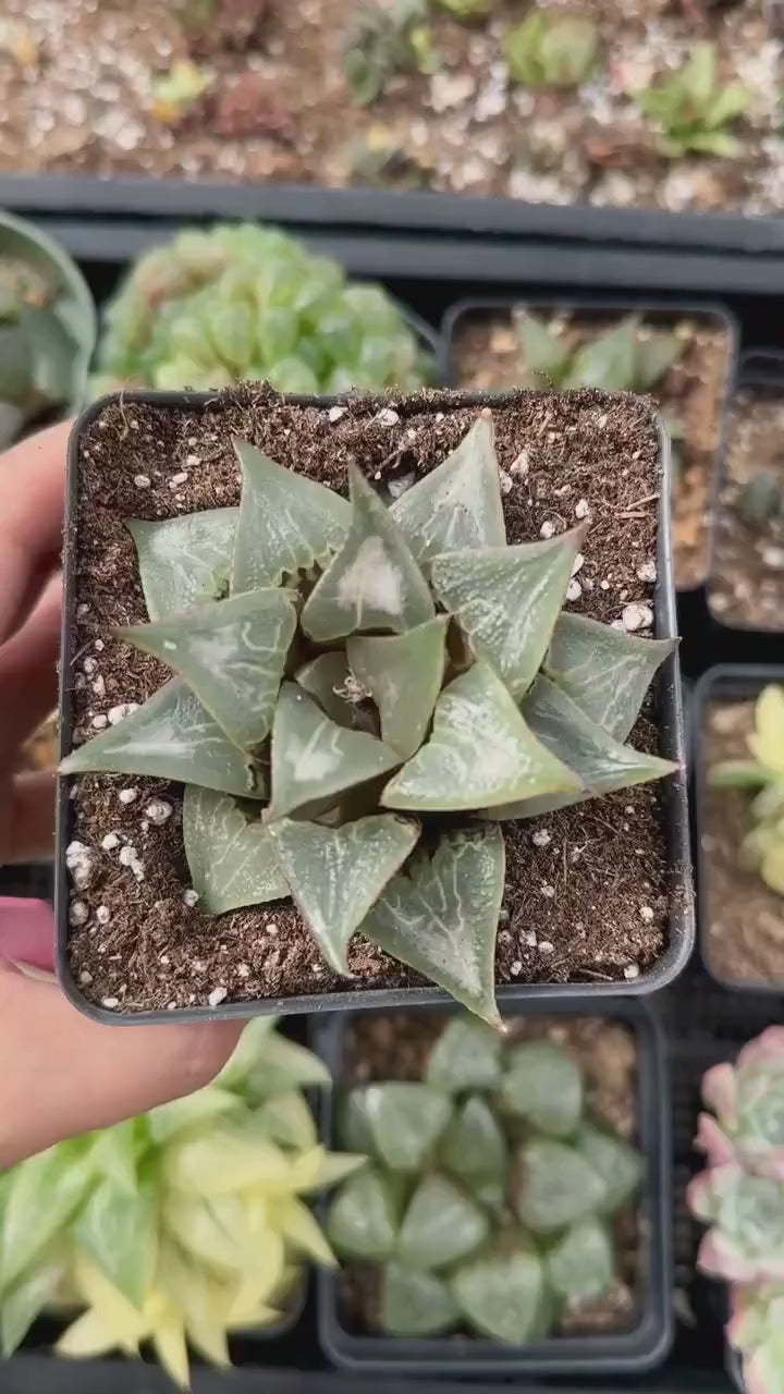 Rare Succulents - Haworthia Badia Shutendoji (3”)