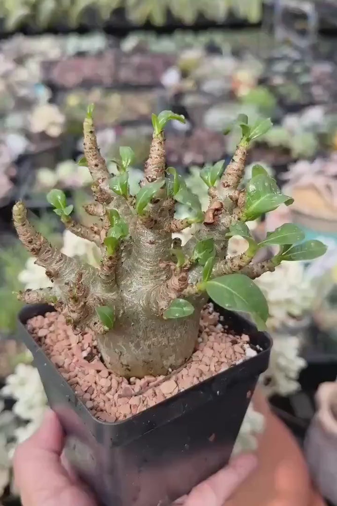 Rare Adenium Godzilla Caudex, Succulent for Your Collection