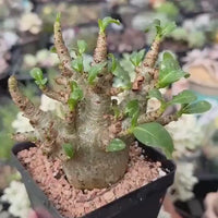 Rare Adenium Godzilla Caudex, Succulent for Your Collection