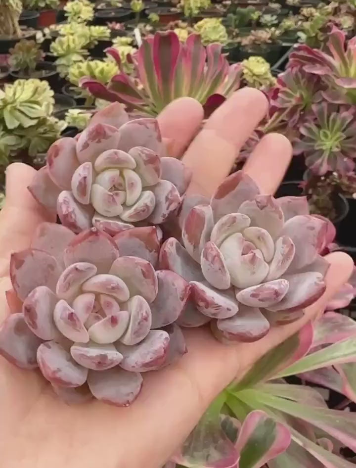 Rare Succulents - Echeveria Orange Monroe (1.5”-2”)