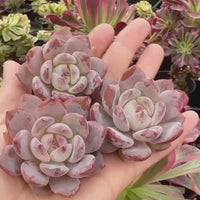 Rare Succulents - Echeveria Orange Monroe (1.5”-2”)