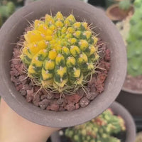 Rare Cactus - Gymnocalycium Baldianum Variegata