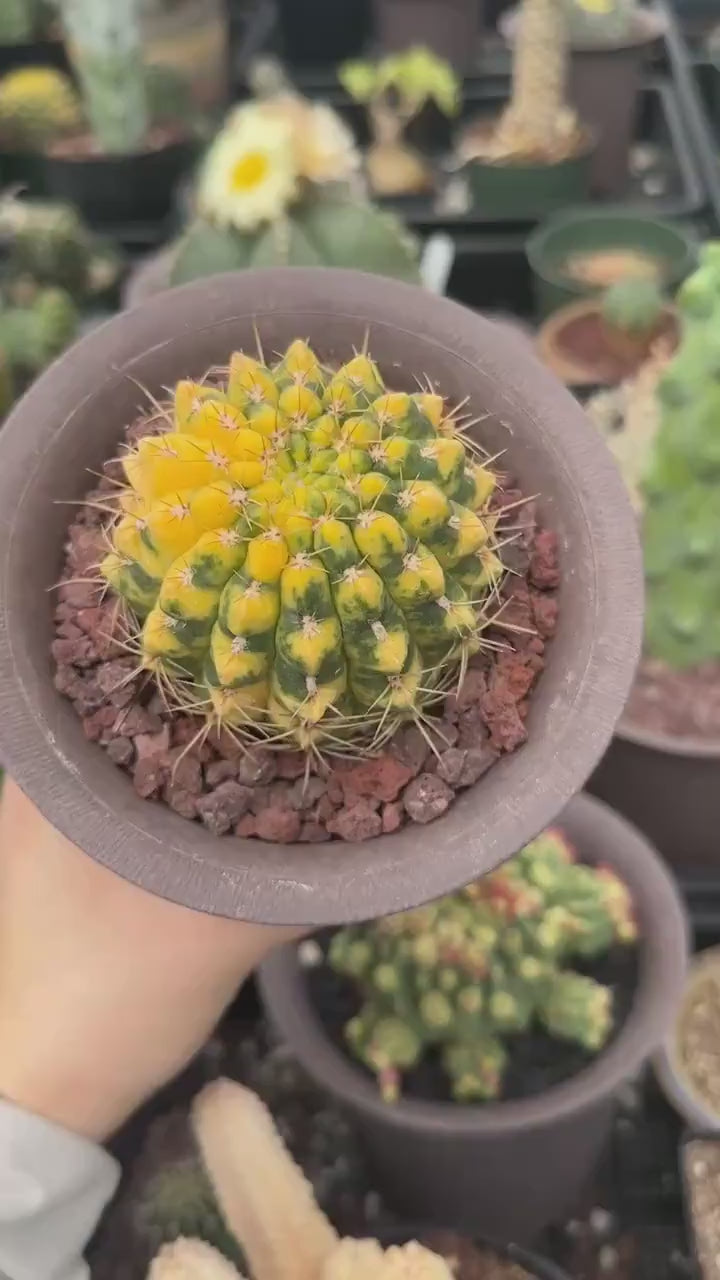 Rare Cactus - Gymnocalycium Baldianum Variegata