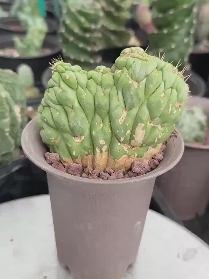 Rare Cactus, Eulychnia Crastanea Crested (1)