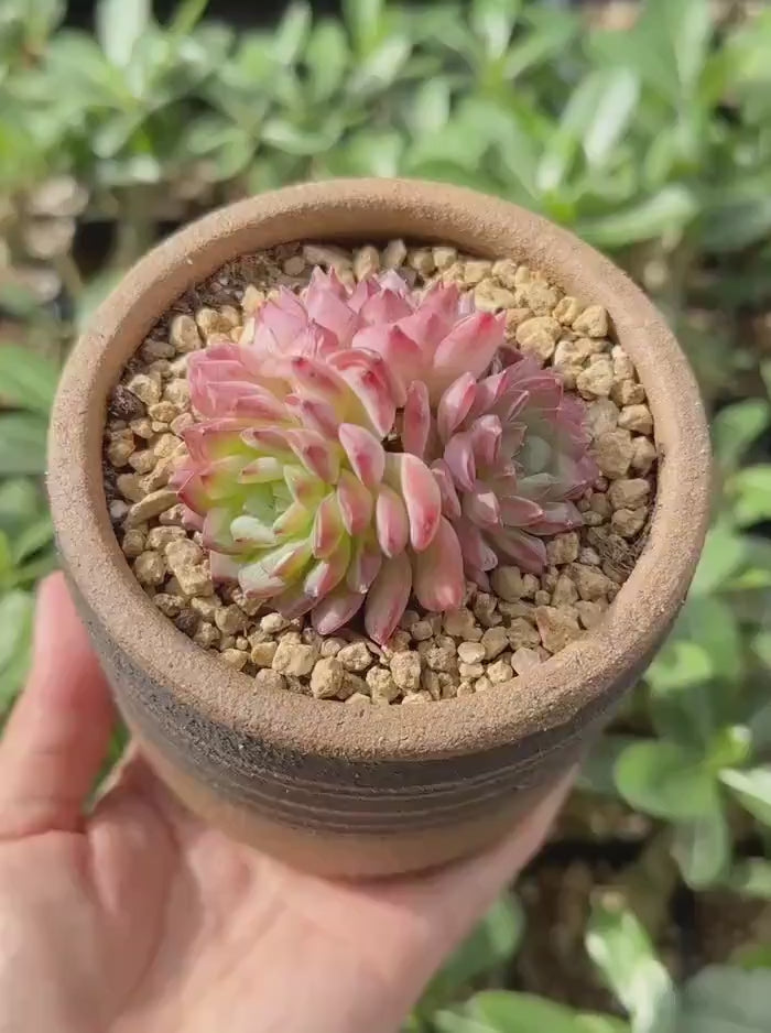 Rare Echeveria Desert Rose Succulent Cluster – Live Rosette Plant – Unique Drought-Tolerant Houseplant