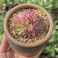 Rare Echeveria Desert Rose Succulent Cluster – Live Rosette Plant – Unique Drought-Tolerant Houseplant