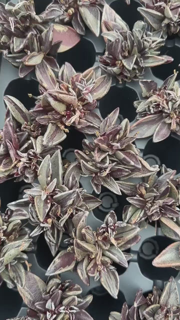 Rare Succulents - Lenophyllum Guttatum Variegata (3”)