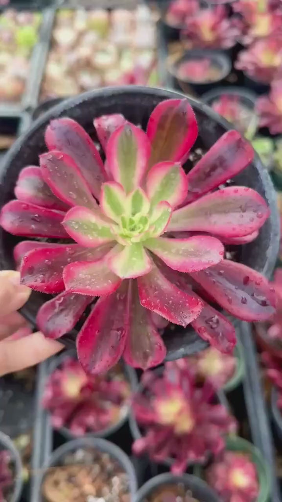 Rare Succulents, Aeonium Medusa Single Cutting (3.5”), Live Plant