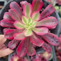 Rare Succulents, Aeonium Medusa Single Cutting (3.5”), Live Plant