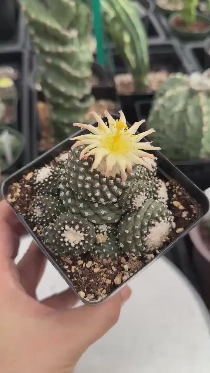 Rare Cactus, Copiapoa Tenuissima Large Cluster