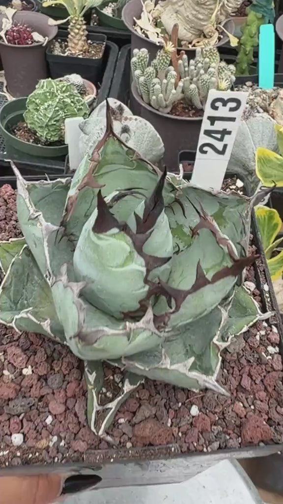 Agave Titanota Succulent - Blue Whale with White Margins