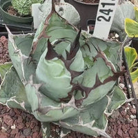 Agave Titanota Succulent - Blue Whale with White Margins