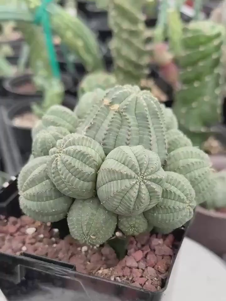 Rare Euphorbia, Euphorbia Obesa Large Cluster (2) On the graft