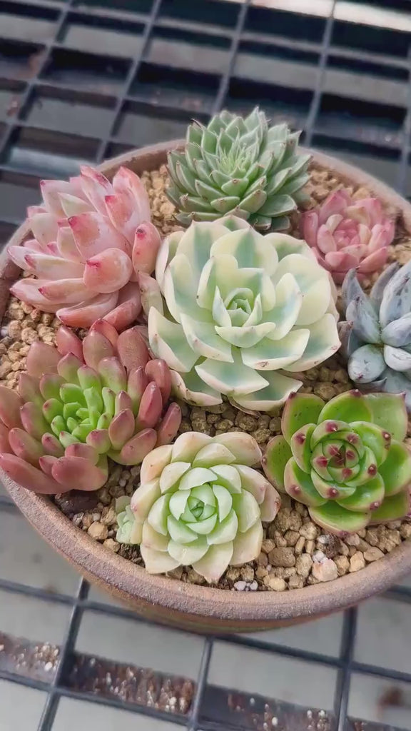 Rare Succulents - Echeveria Holiday Combo (2)