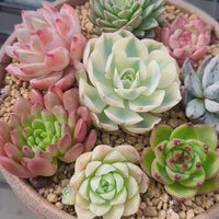 Rare Succulents - Echeveria Holiday Combo (2)