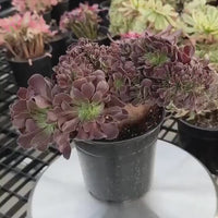 Rare Succulents - Aeonium Zwartkin Crested (3)