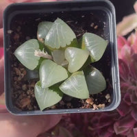 Rare Succulents - Haworthia Athena (2”)