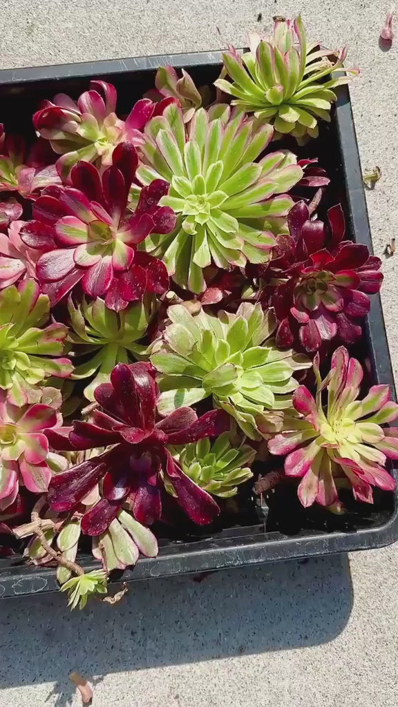 Aeonium Variegated Cuttings – Rare Live Plant Finds from California Greenhouse Nursery, Set of 3, 6, or 10!