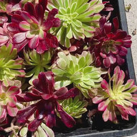 Aeonium Variegated Cuttings – Rare Live Plant Finds from California Greenhouse Nursery, Set of 3, 6, or 10!
