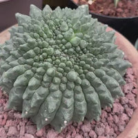 Rare Cactus - Gymnocalycium Baldianum Inermis Crested (1)