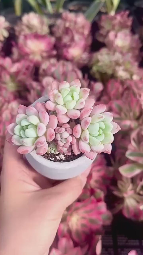 Echeveria Sakura, Succulent Plant  Unique Home Decor Gift  Low Maintenance Greenery