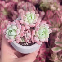 Echeveria Sakura, Succulent Plant  Unique Home Decor Gift  Low Maintenance Greenery