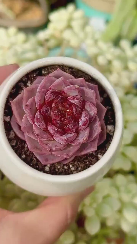 Echeveria Red Velvet Sugar Heart Cutting, Succulent Plant  Unique Home Decor Gift  Low Maintenance Greenery, Live Plant