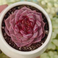Echeveria Red Velvet Sugar Heart Cutting, Succulent Plant  Unique Home Decor Gift  Low Maintenance Greenery, Live Plant