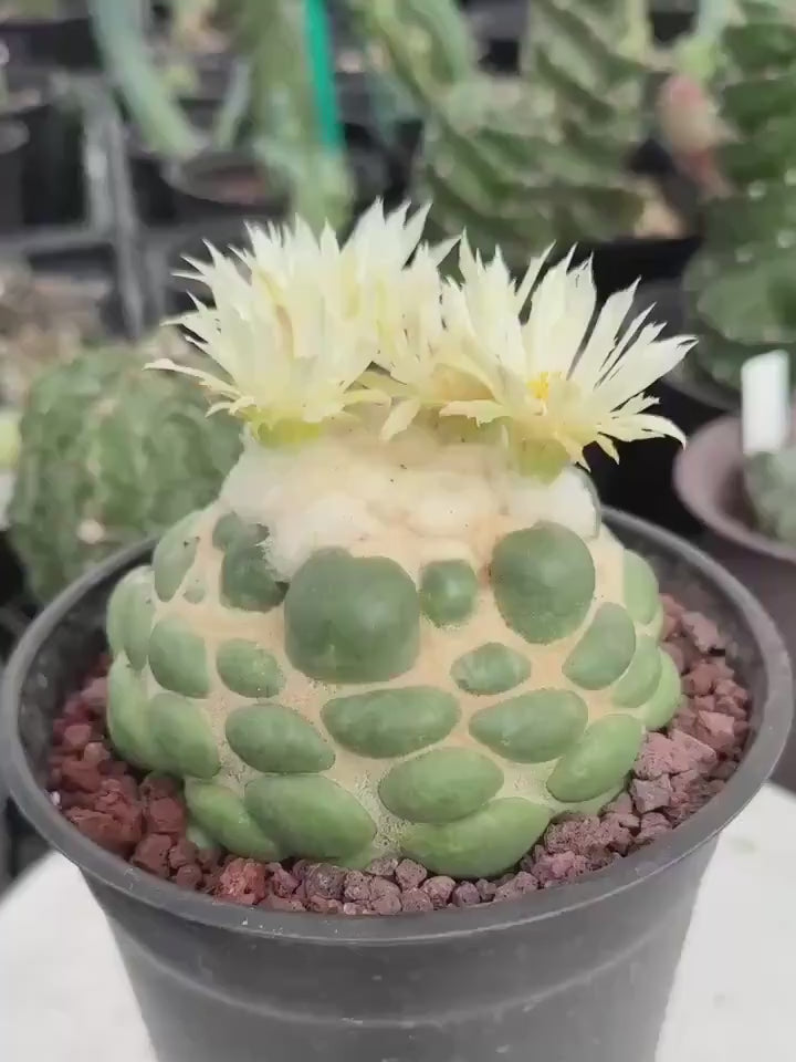 Coryphantha elephantidens cv. Inermis 6” Pot (1)