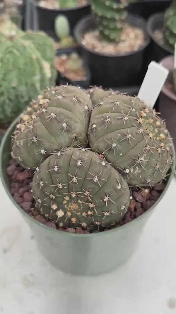 Rare Gymnocalycium Cactus: Black Spine Cluster, Easy Houseplant (4-5 heads)