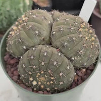 Rare Gymnocalycium Cactus: Black Spine Cluster, Easy Houseplant (4-5 heads)