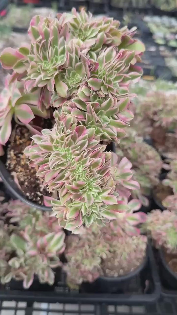 Rare Succulents, Aeonium Variegated Pink Witch Crested, Live Plant, Grower’s Choice