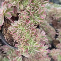 Rare Succulents, Aeonium Variegated Pink Witch Crested, Live Plant, Grower’s Choice