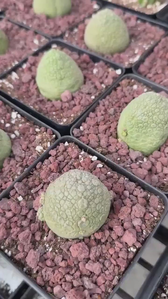 Rare Succulents - Pseudolithos Migiurtinus 2”, Live Plant
