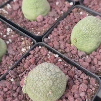 Rare Succulents - Pseudolithos Migiurtinus 2”, Live Plant