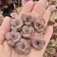 Rare Succulents - Echeveria Snow Star (0.4”-0.6”)