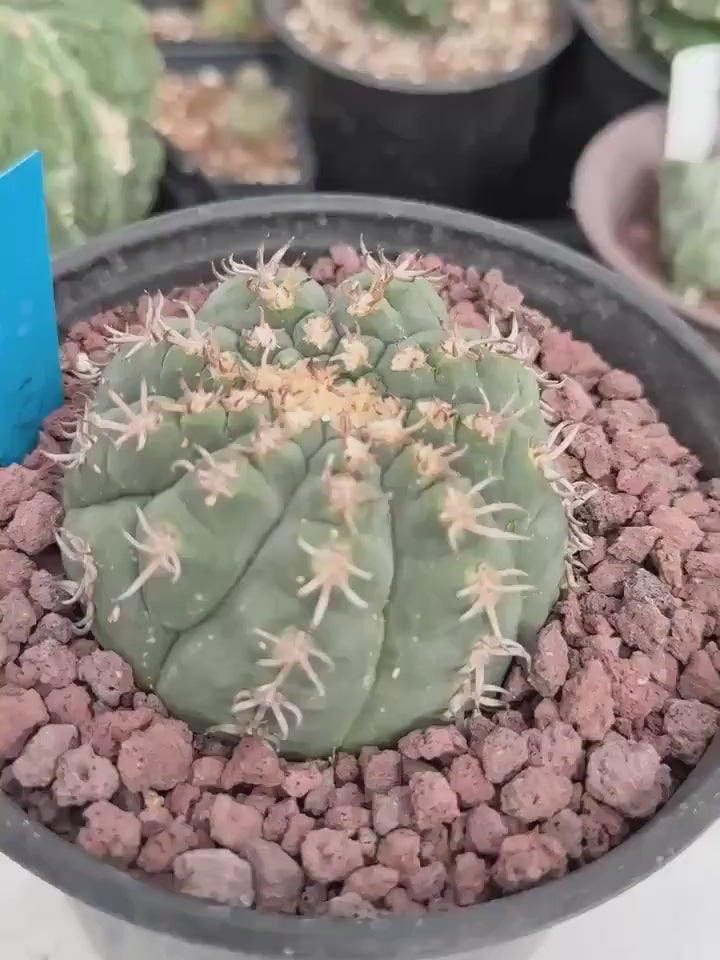 Live Plant - Rare Cactus, Gymnocalycium Spegzzinii var. Unguispinum (6)